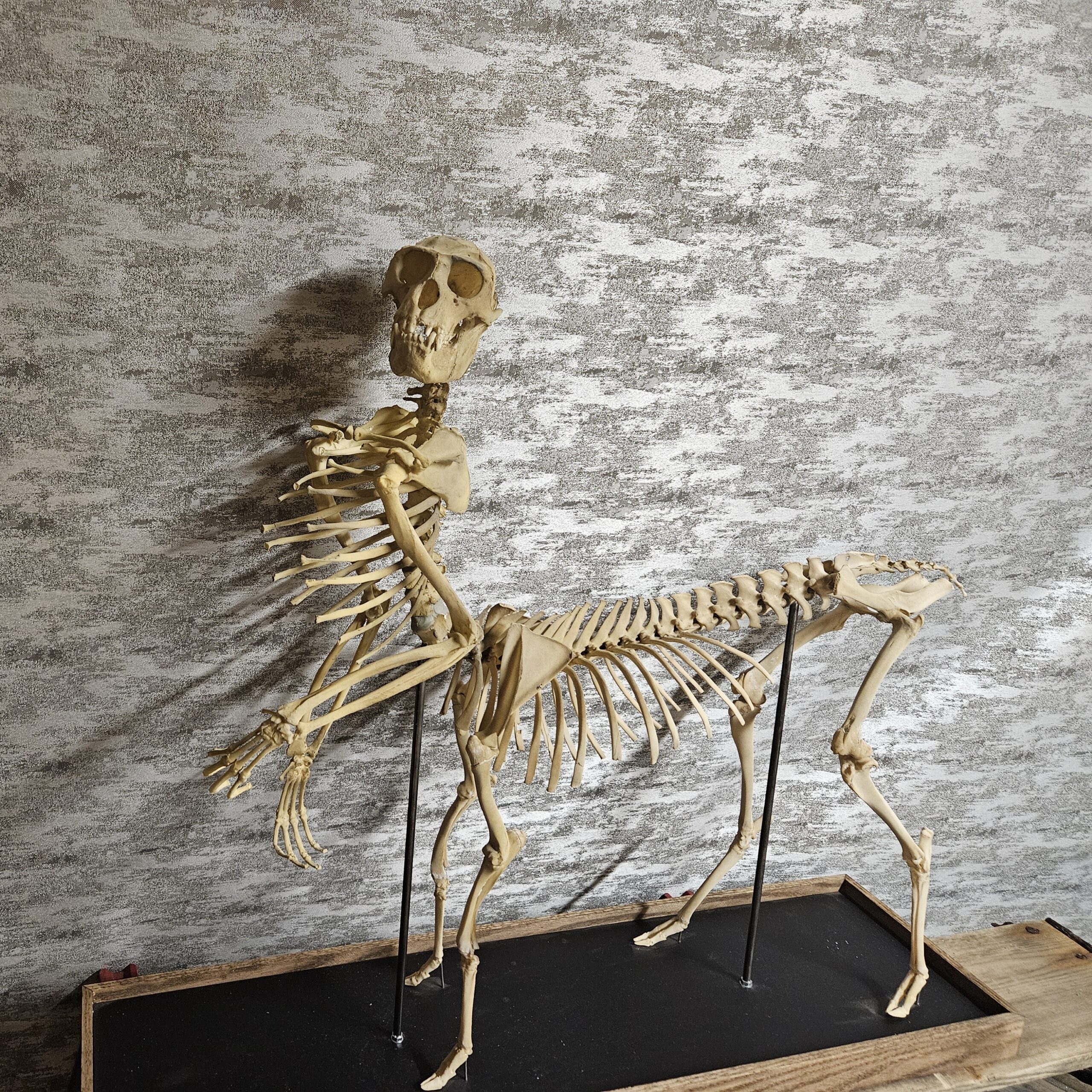 Mythical Centaur Skeleton - Image 3
